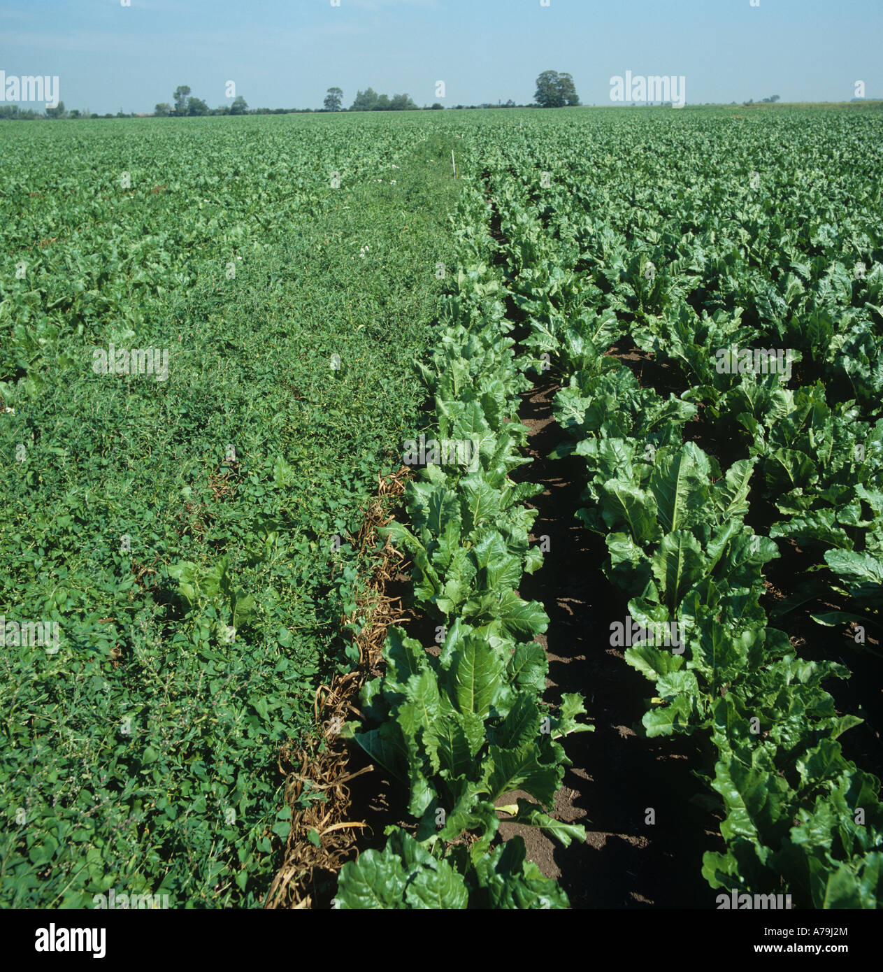 Sugar beet trial with weed treatment controlling black bindweed compared to untreated Stock Photo