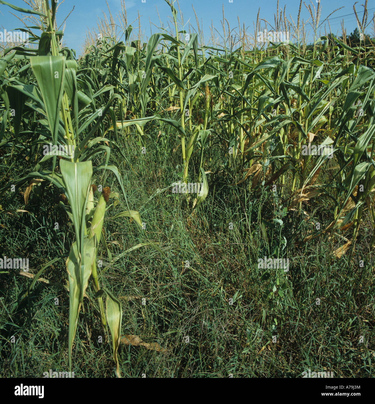 Large crabgrass Digitaria sanguinalis flowering grass weeds in a mature maize crop France Stock Photo