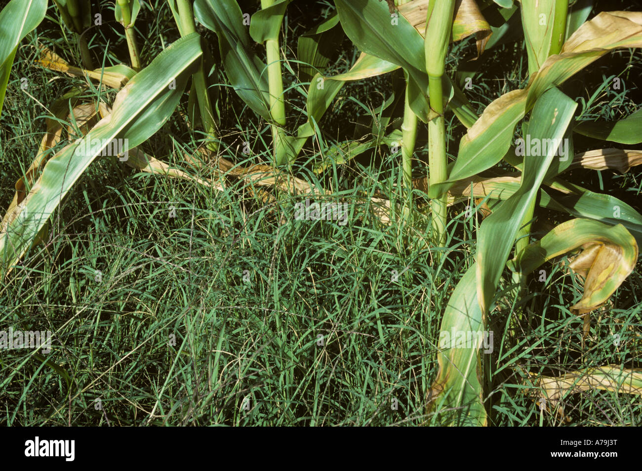 Bermuda grass Cynodon dactylon grass weeds at the base of a mature maize crop in France Stock Photo