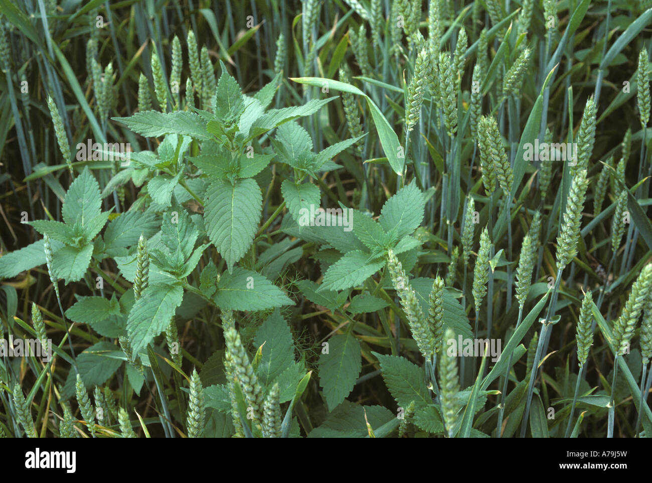 Common hemp nettle Galeopsis tetrahit weed plants in wheat crop in ear Stock Photo