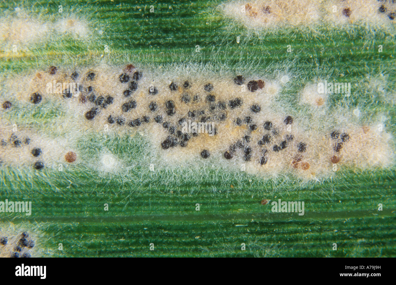 Powdery mildew (Erysiphe graminis f.sp. tritici) mycelium cleistothecia on a wheat leaf Stock Photo