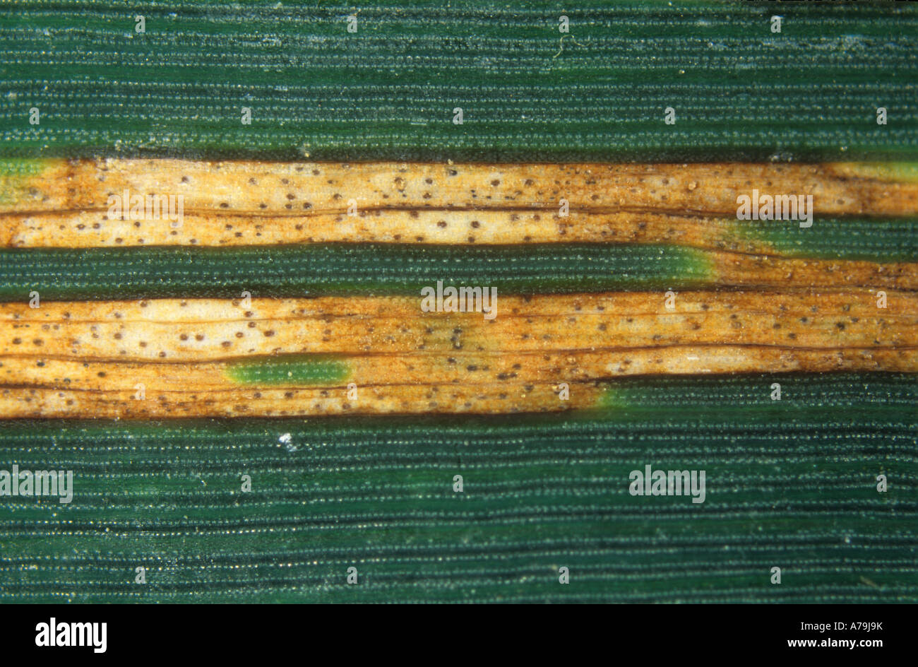 Septoria leaf spot Zymoseptoria tritici lesions pycnidia on a wheat leaf Stock Photo