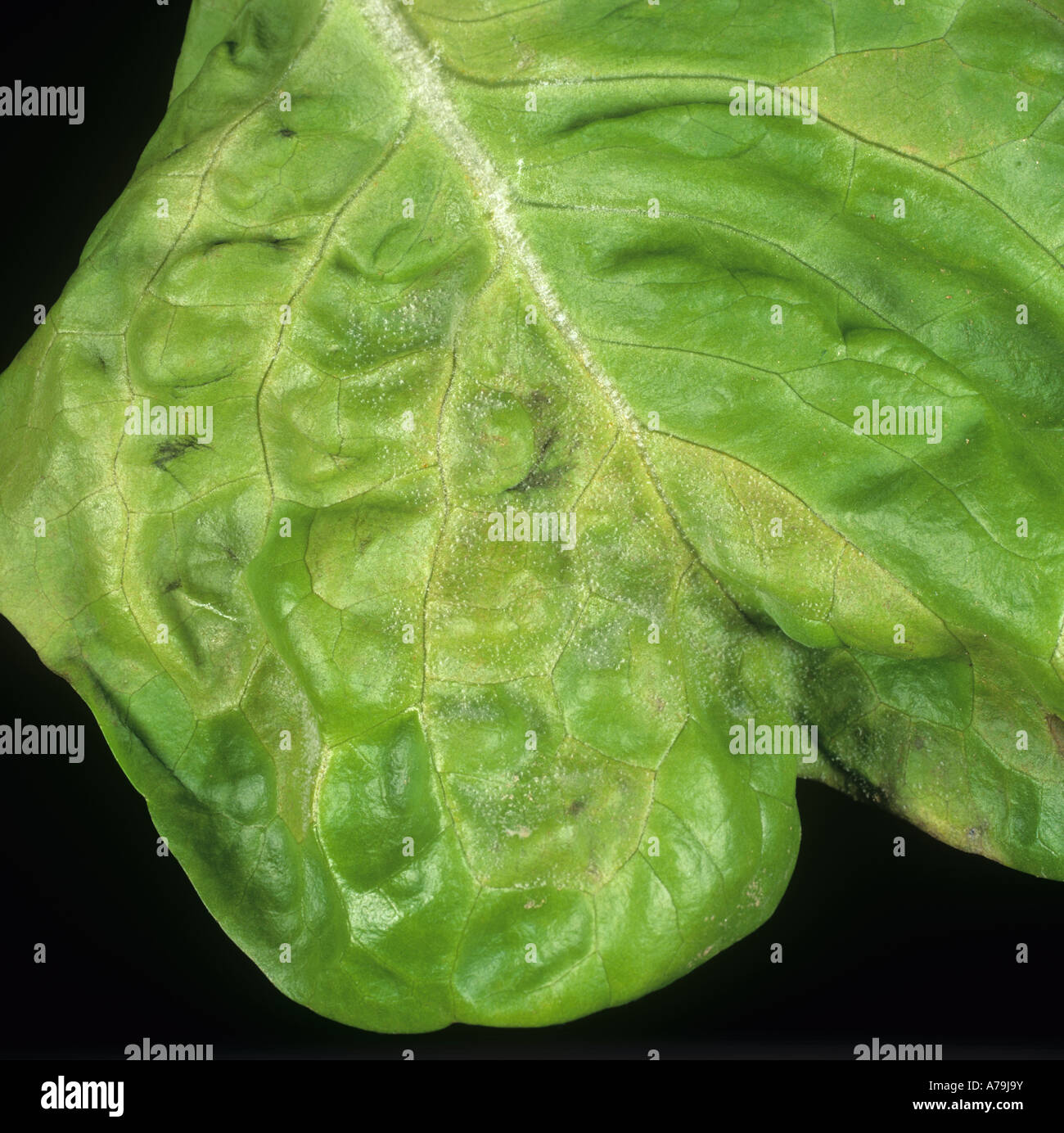 Early infection of downy mildew Bremia lactucae mycelium on lettuce leaf Portugal Stock Photo