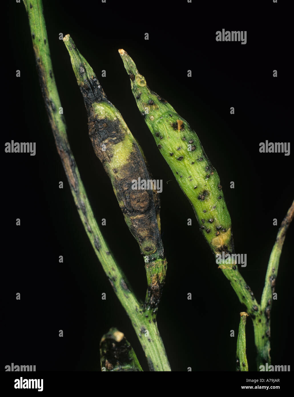 Dark leaf pod spot Alternaria brassicicola on rocket seedpods Stock Photo