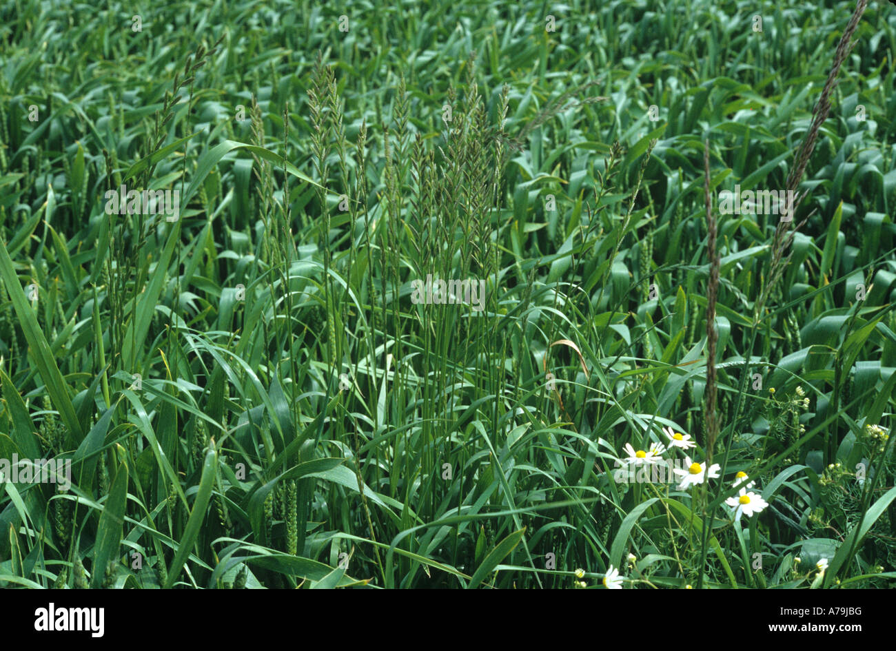 Ryegrass Lolium sp plants in a wheat crop coming into ear Stock Photo