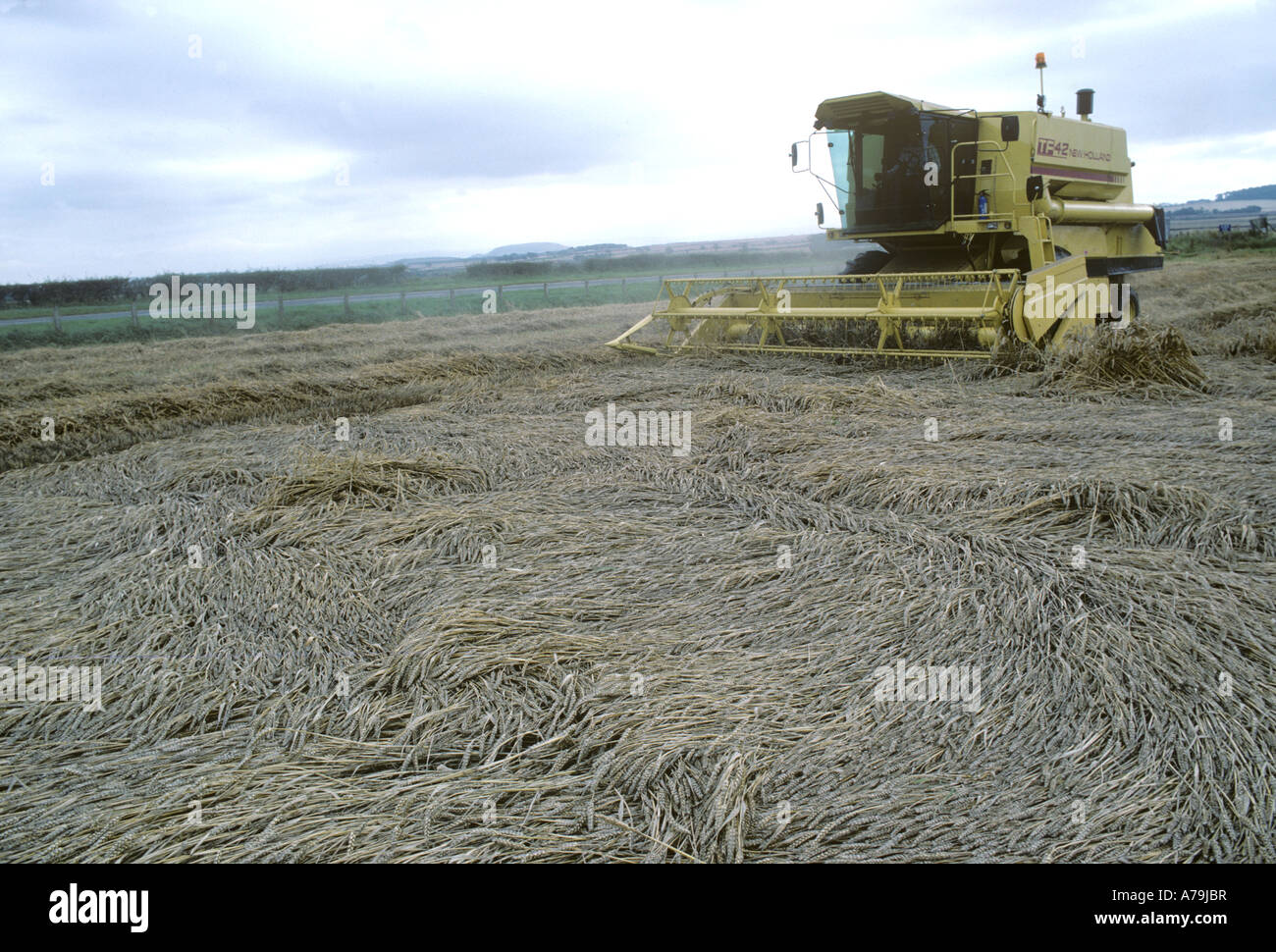 New Holland combine harvesting badly lodged ripe wheat crop Scotland Stock Photo