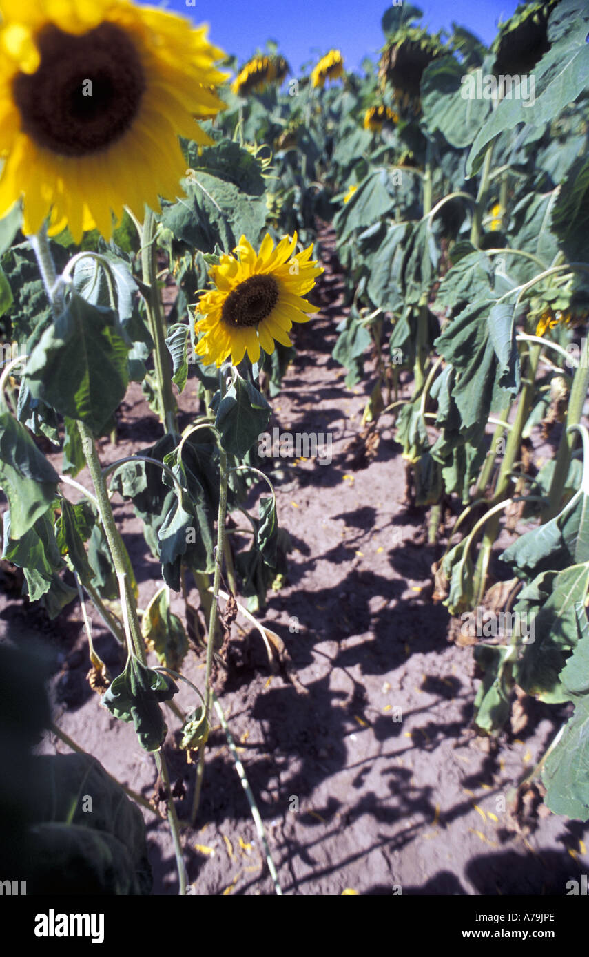 Parched sunflowers hires stock photography and images Alamy