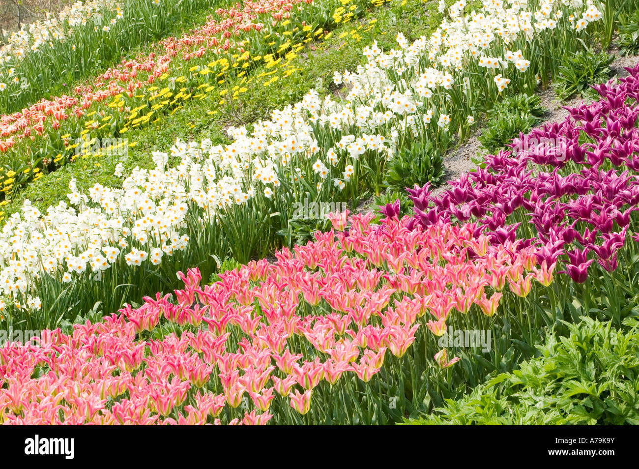 Colourful flower beds display hi-res stock photography and images - Alamy