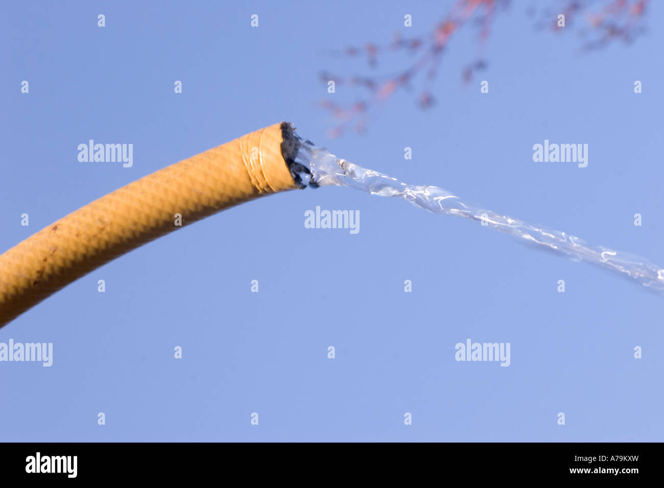 watering hose hosepipe ban hose being used in garden Stock Photo Alamy