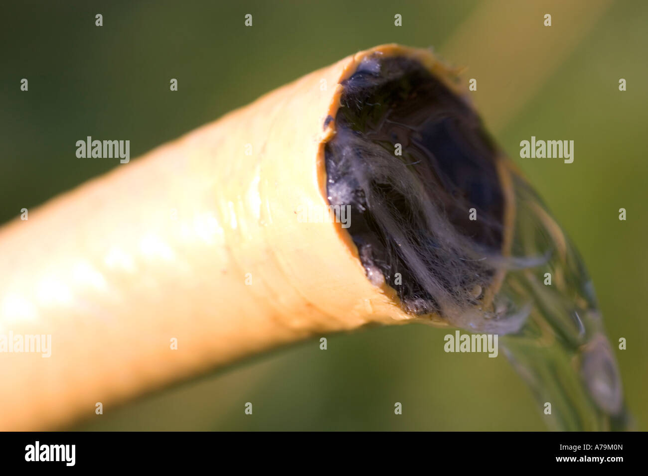 watering hose hosepipe ban tap water flowing from hose pipe Stock Photo