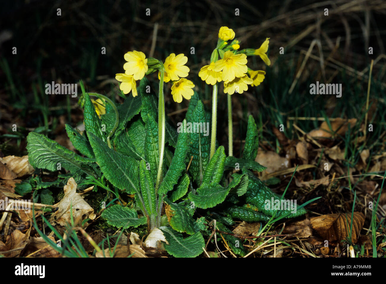 Cowslip oxlip blooming in the forest Primula elatior Stock Photo