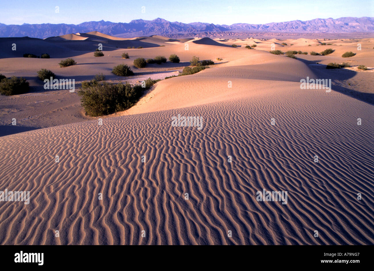 Death Valley Desert Sand Dunes California Stock Photo Alamy Death Valley Desert Sand Dunes California Stock Photo Alamy