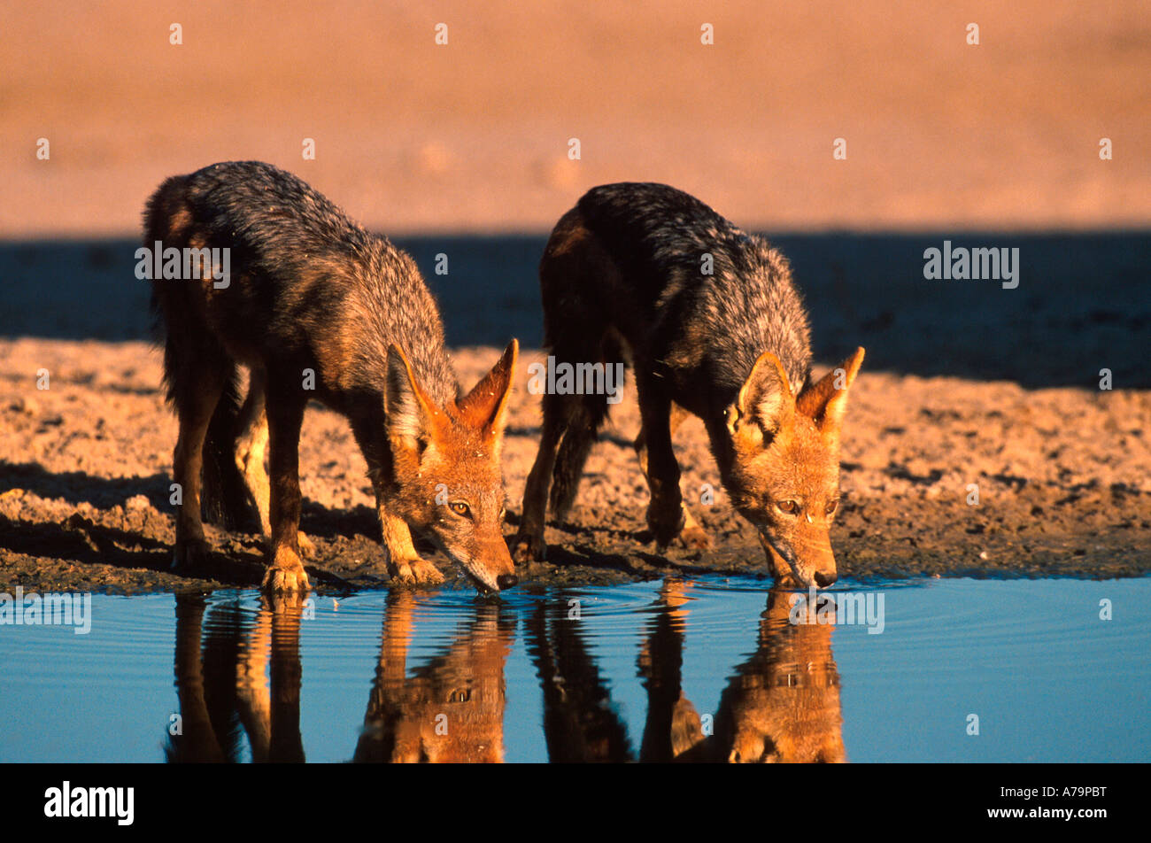 Jackals Canis sp drinking at a waterhole Kruger National Park Mpumalanga South Africa Stock Photo