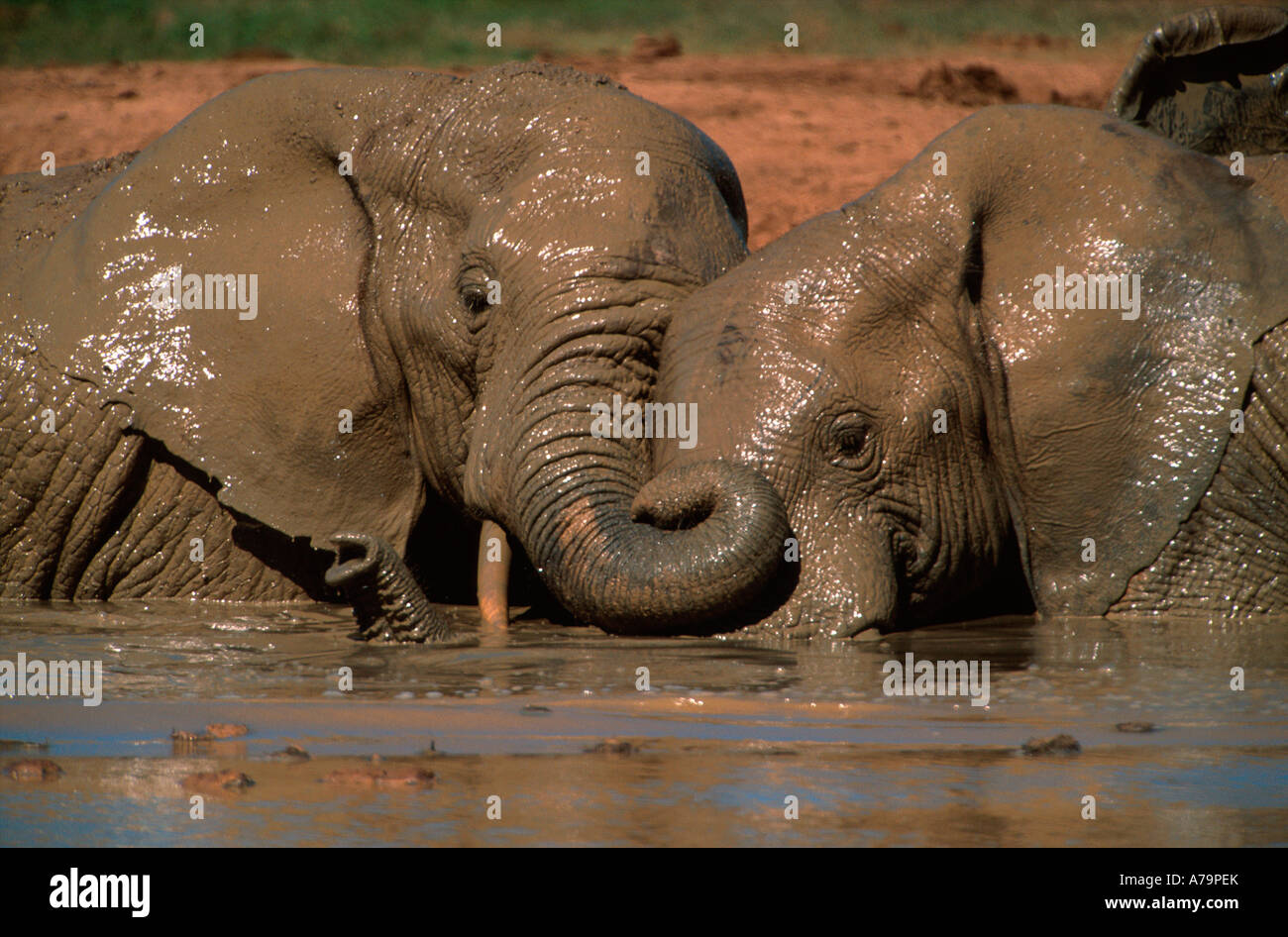 Elephants enjoying a mud bath Addo Elephant National Park Eastern Cape ...
