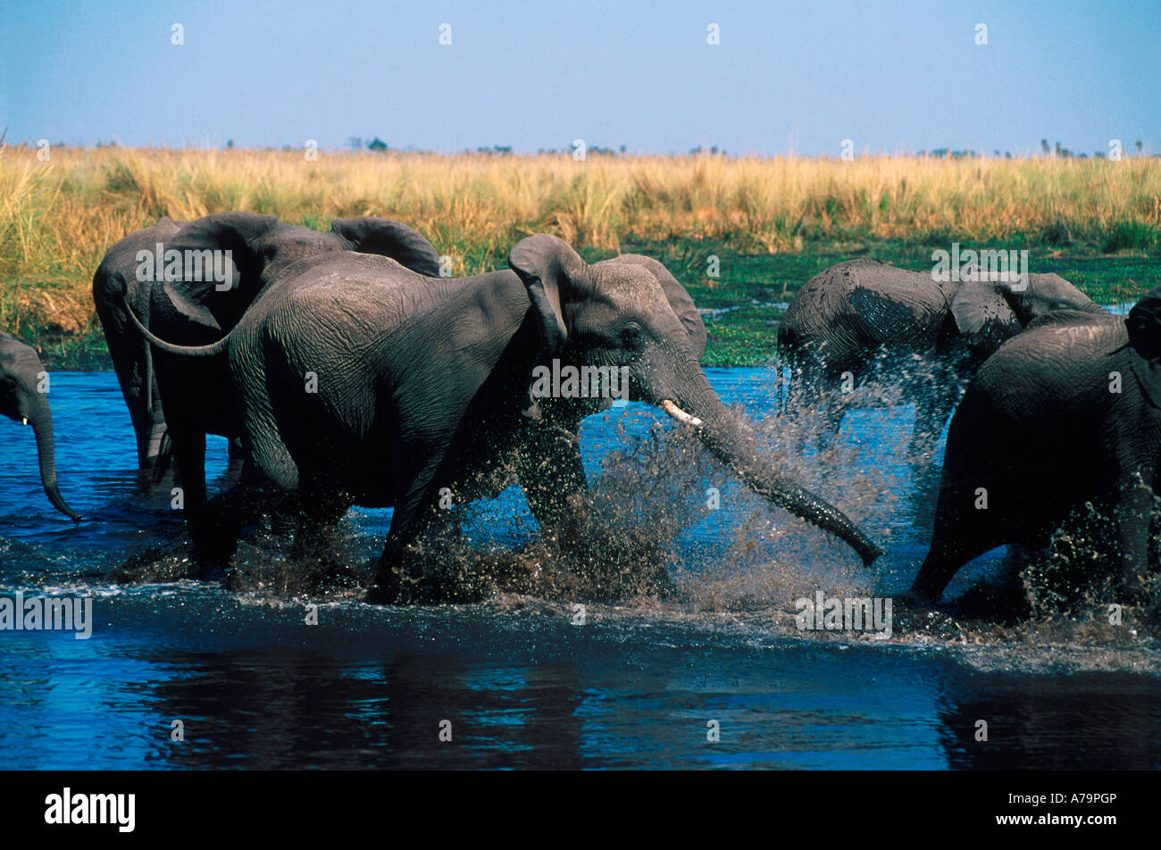 African elephants splashing in water Duma Tau Linyanti River Botswana Stock Photo
