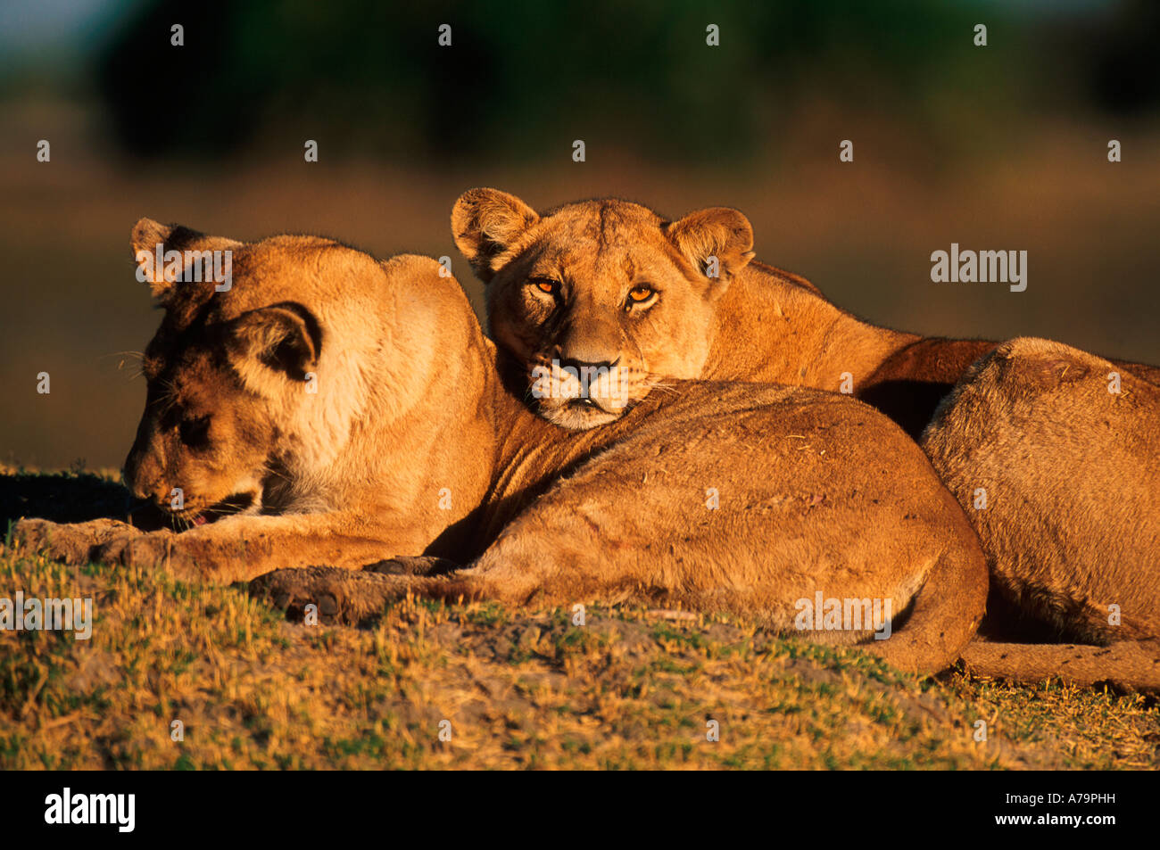 Lions resting Okavango Delta Mombo Botswana Stock Photo