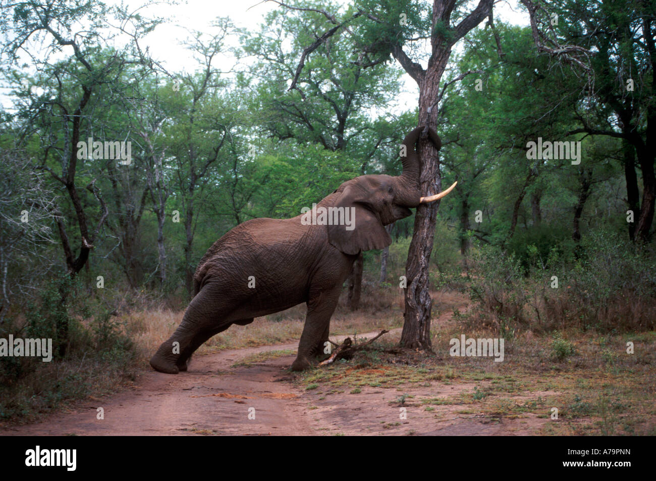 Elephant Loxodonta africana pushing against an knobthorn tree Acacia nigrescens to push it over Kruger National Park Stock Photo