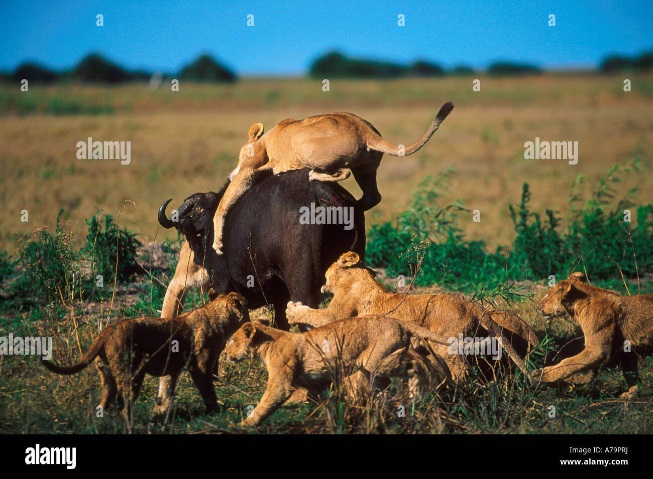 A pride of lions hunting down a solitary Buffalo Chobe Game Reserve Botswana Stock Photo