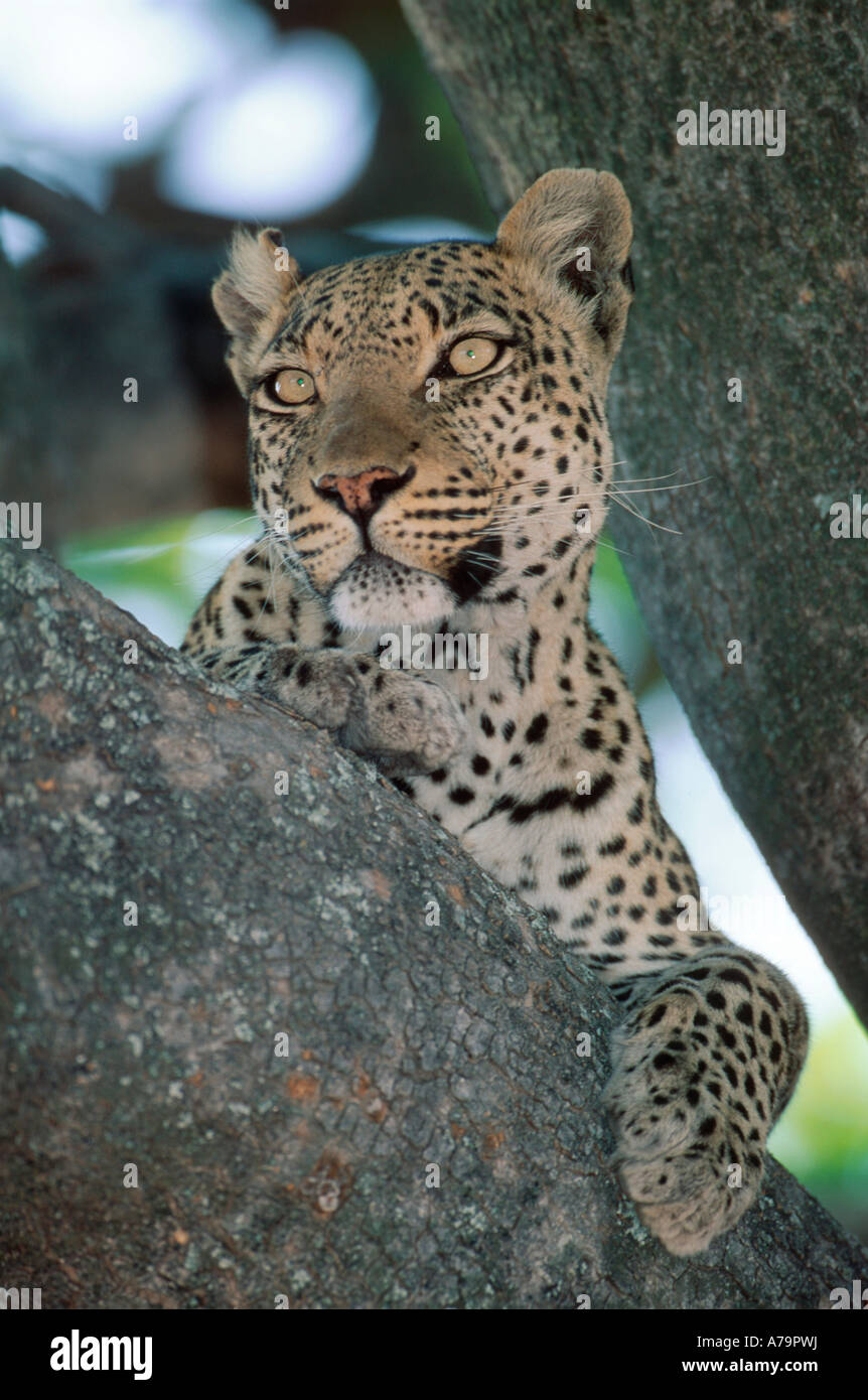 A male leopard resting in a tree Okavango delta Botswana Stock Photo ...