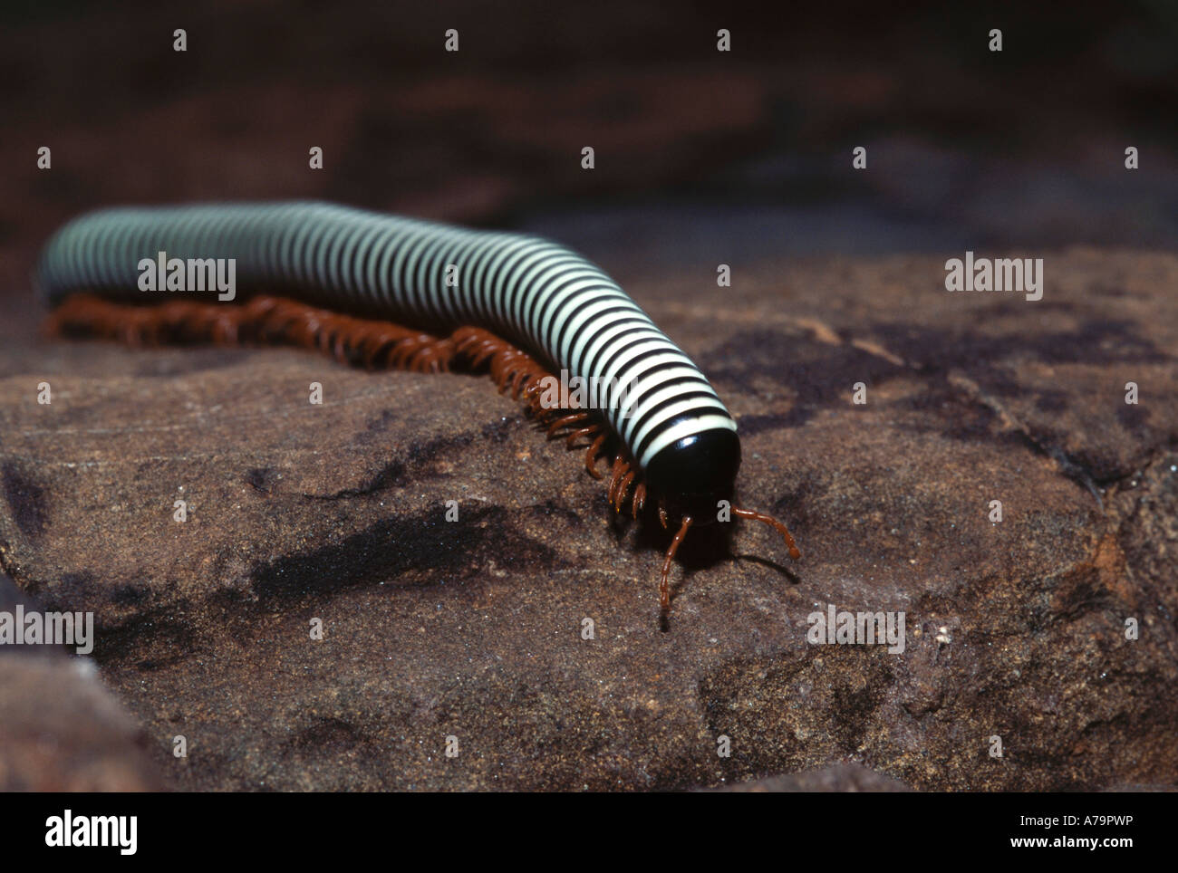 A Black And White Striped Millipede Or Songololo With Red Legs Stock Photo Alamy