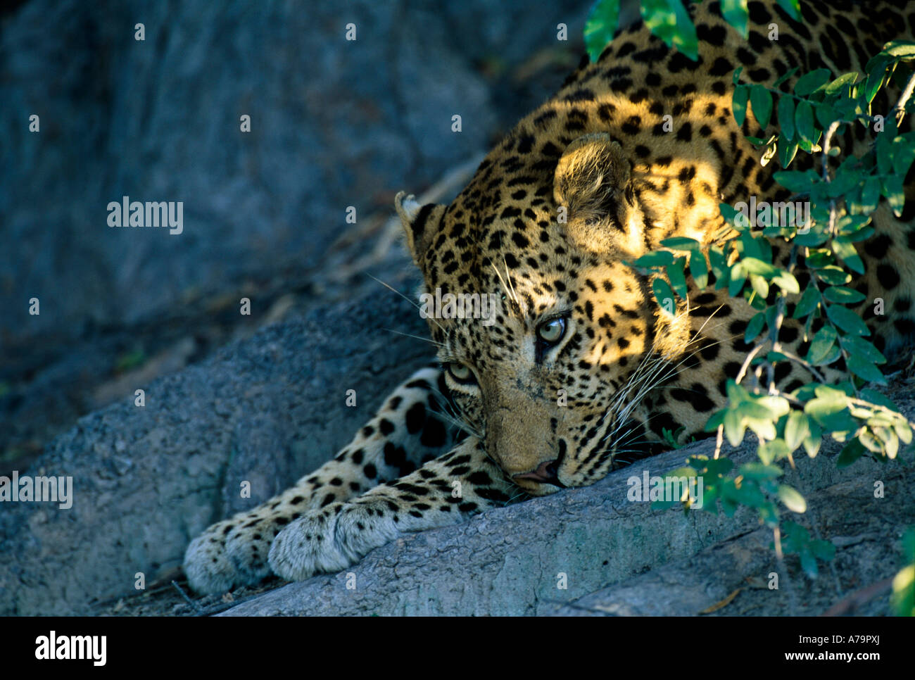 Leopard face on hi-res stock photography and images - Alamy