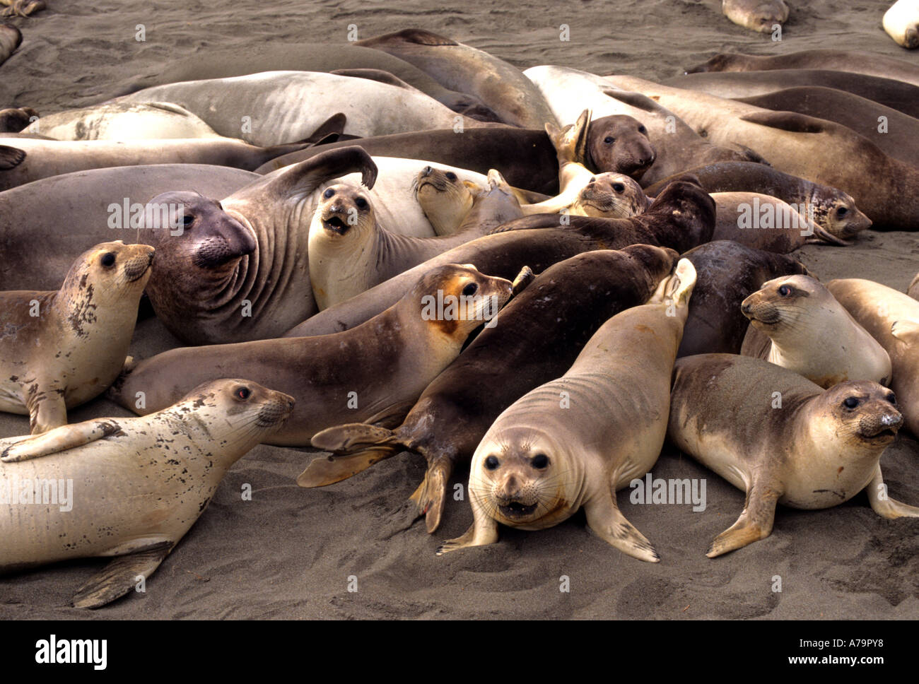 The rugged coastline of Big Sur California Pacific Seal Walrus Mammal
