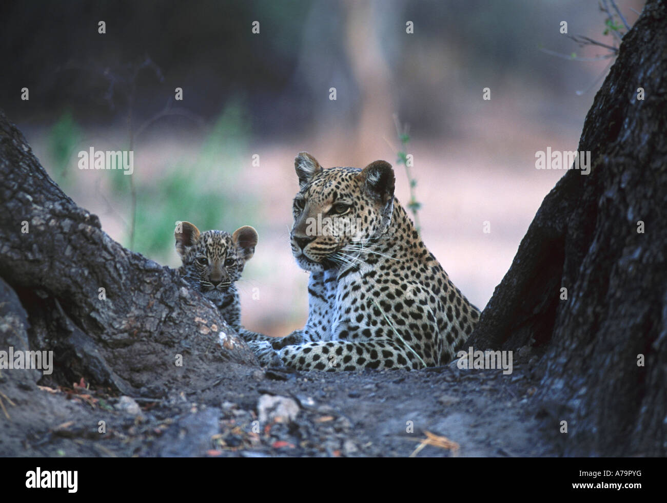 A leopard and cub lying between two inclined tree stems Okavango Delta ...