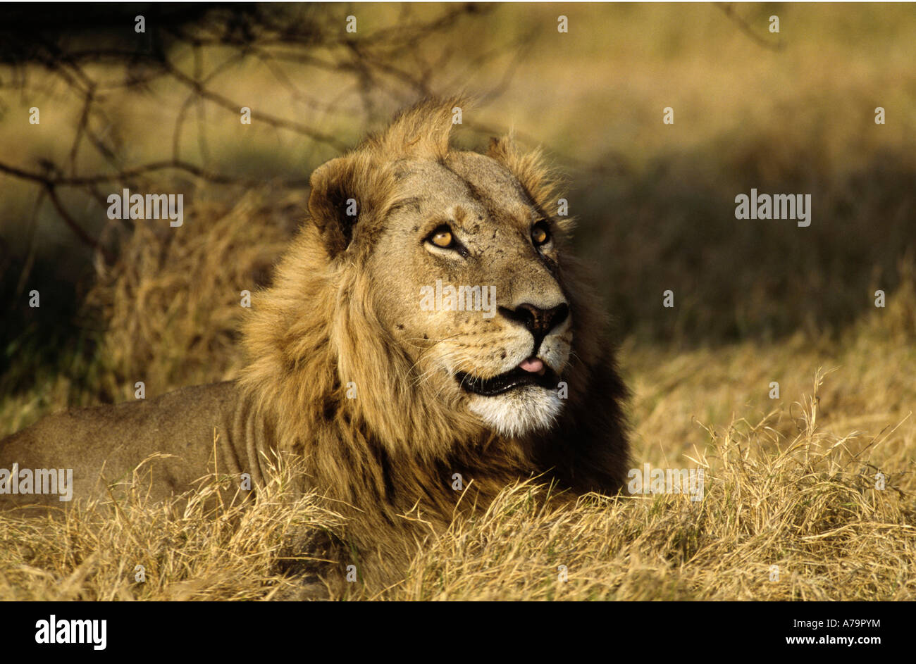 The tip of a male lion tongue shows as he gazes skywards at a passing raptor while lying in dry bushveld grass Okavango Delta Stock Photo