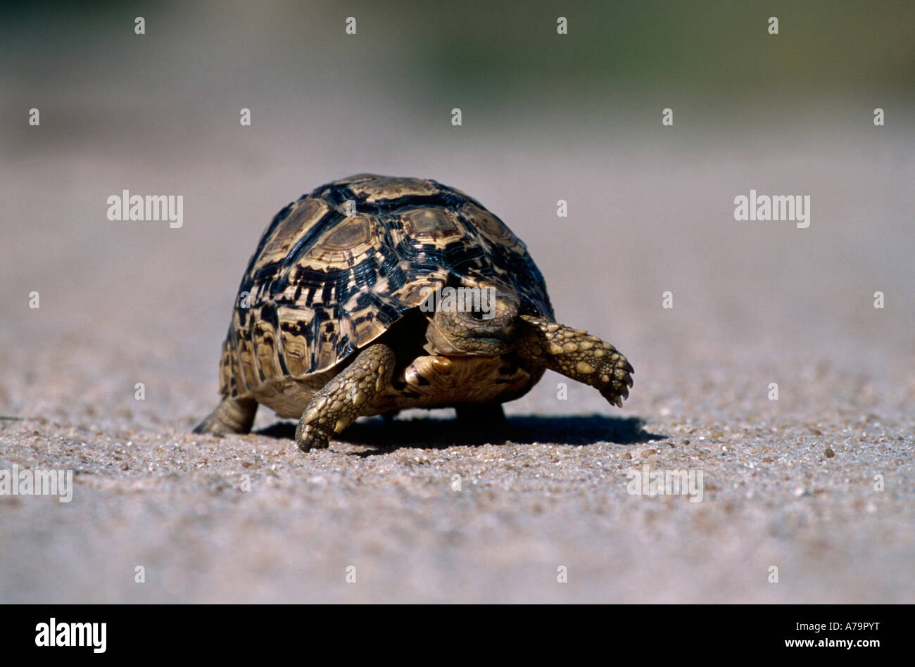 A leopard tortoise takes a step to cross an open sandy patch Sabi Sand ...