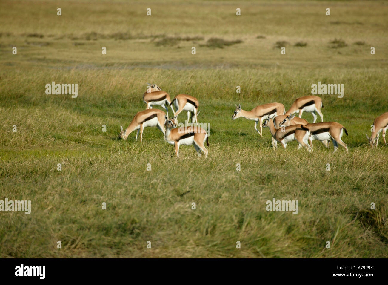 A herd of Thomsons gazelle grazing in the grassy plains of the volcanic ...
