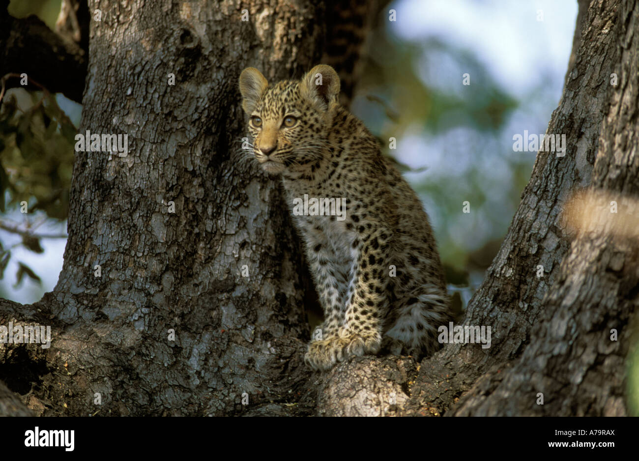 A Leopard cub sitting in a tree Okavango Delta Botswana Stock Photo - Alamy
