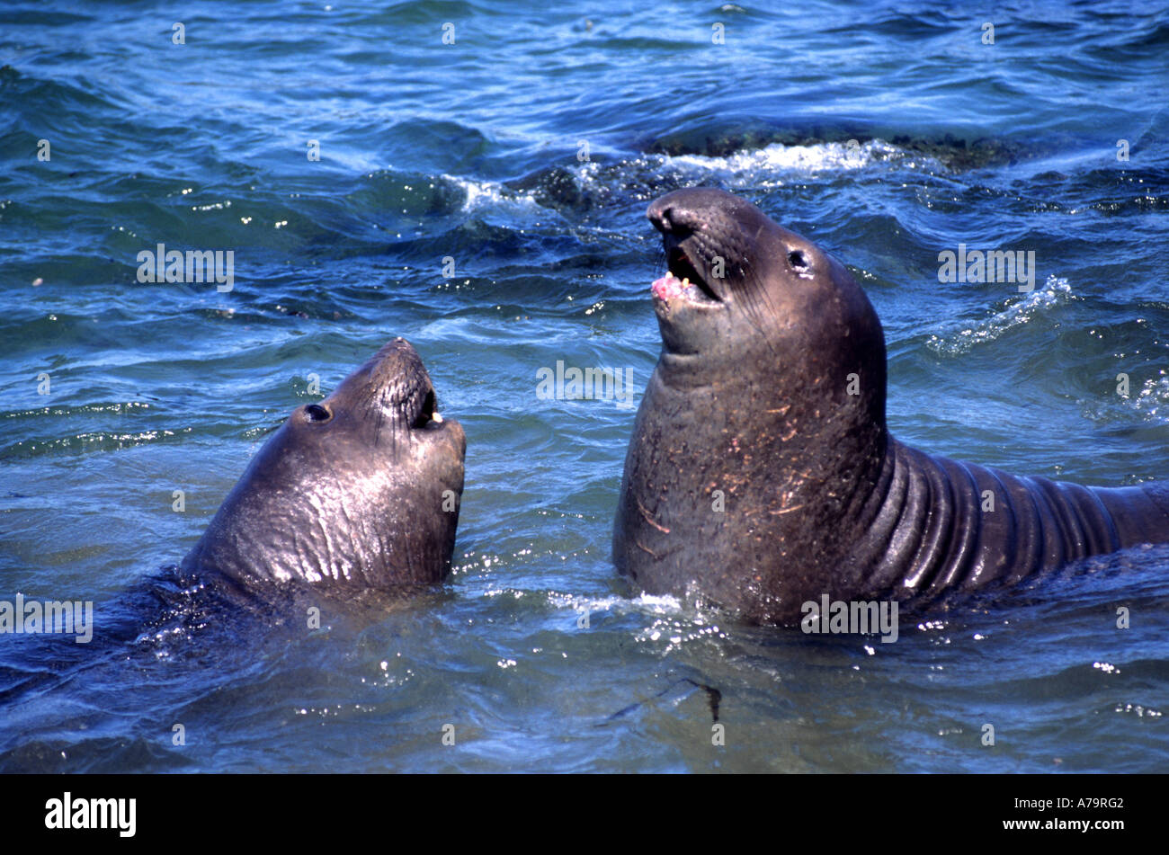 The rugged coastline of Big Sur California Pacific Seal Walrus Mammal