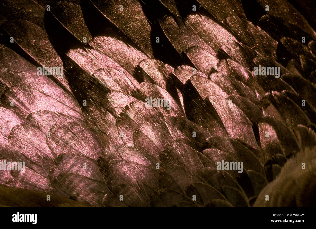 A close up of Hadeda Ibis plumage Umngeni River Bird Park Durban South Africa Stock Photo