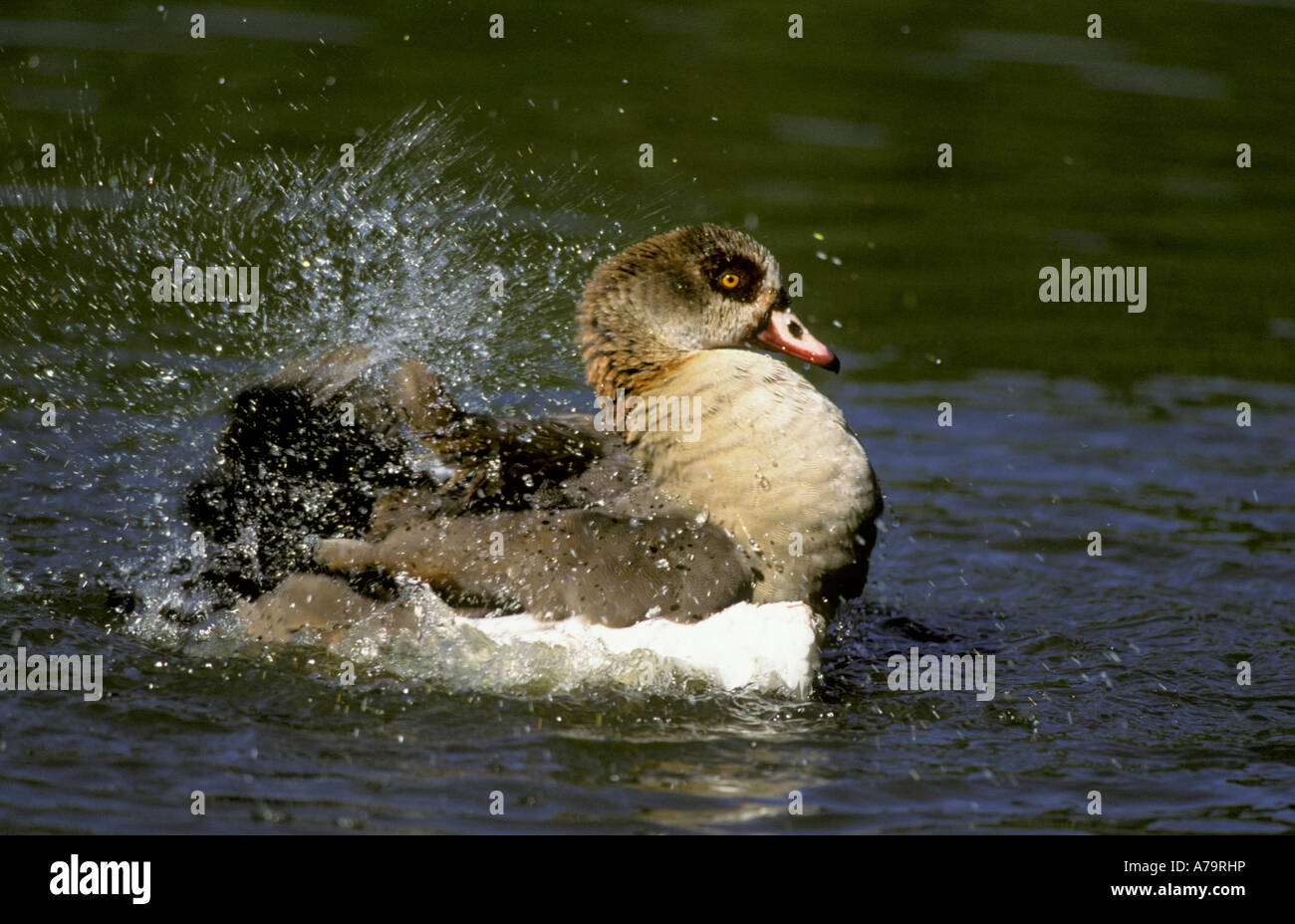 An Egyptian Goose bathing Durban Botanical Gardens Kwazulu Natal South Africa Stock Photo