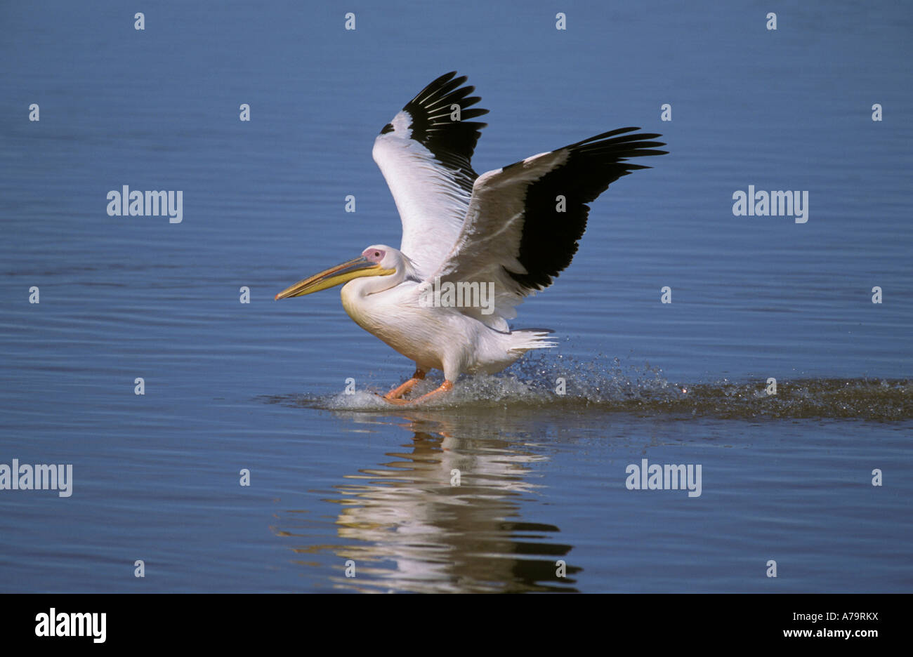 White Pelican landing on the water wings above head viewed from the side Velddrif Western Cape South Africa Stock Photo