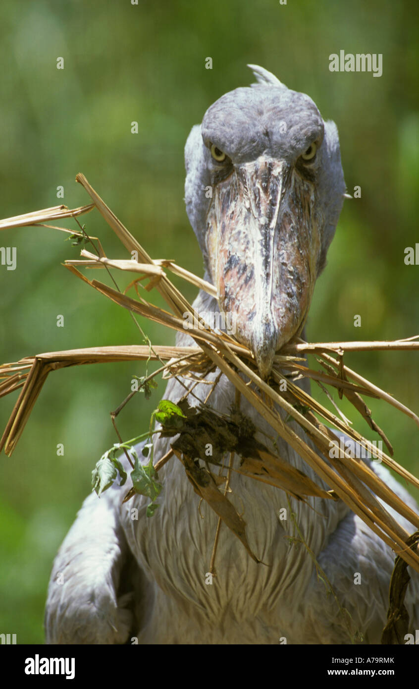 A Shoebill with nesting material in its beak Lake Victoria Entebbe Uganda Stock Photo
