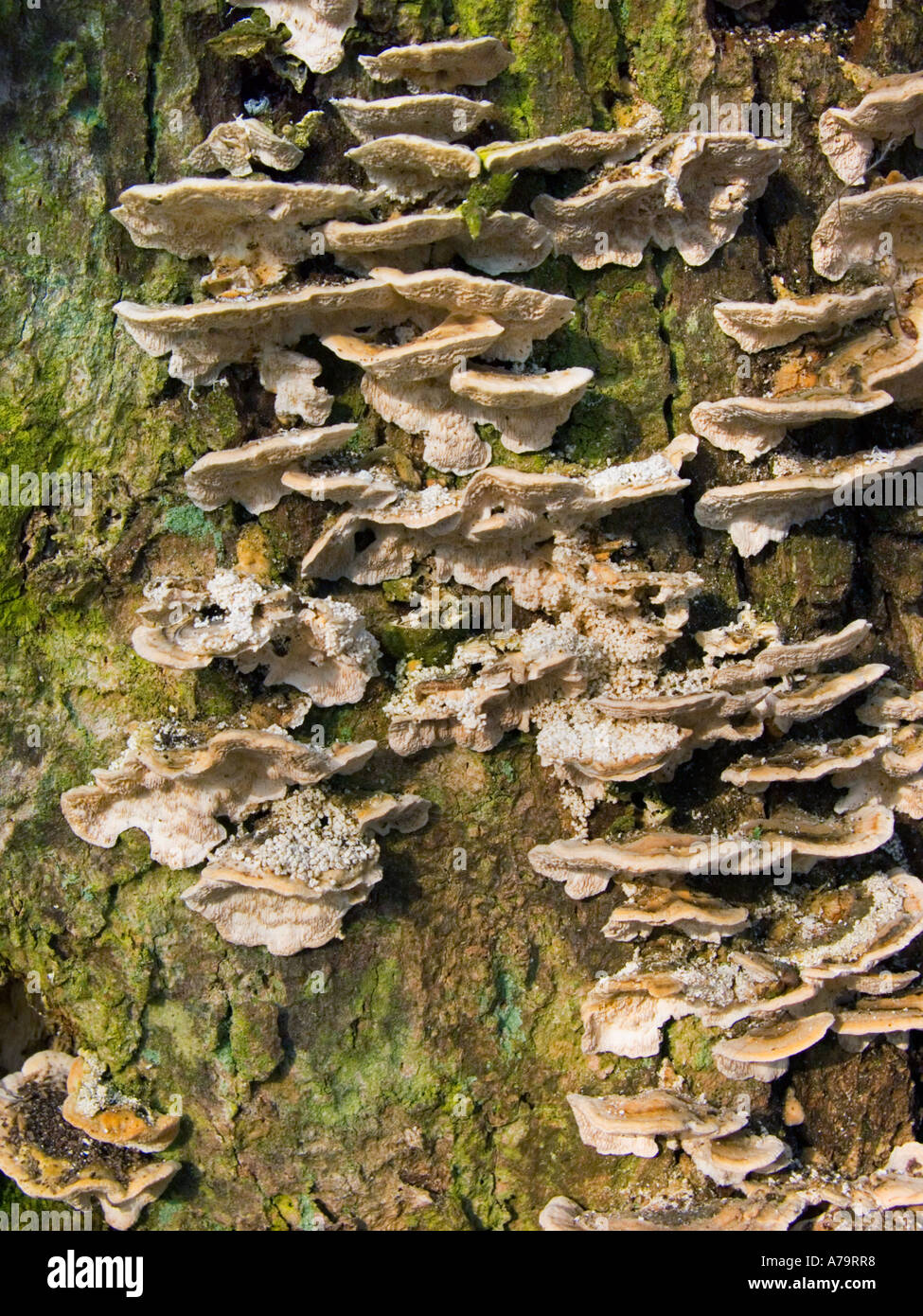 Honey Mushrooms tree treemushroom  Xylobiont on wood bark forest  sprout sprouting  sprouted Stock Photo