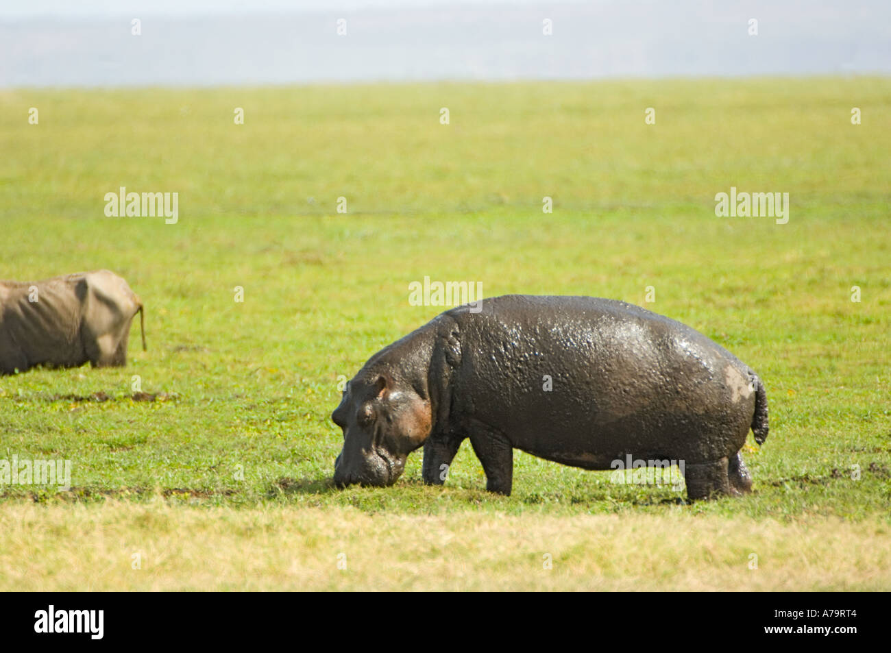 wild hippo hippopotamus hippopotami threaten impend menace in the ...
