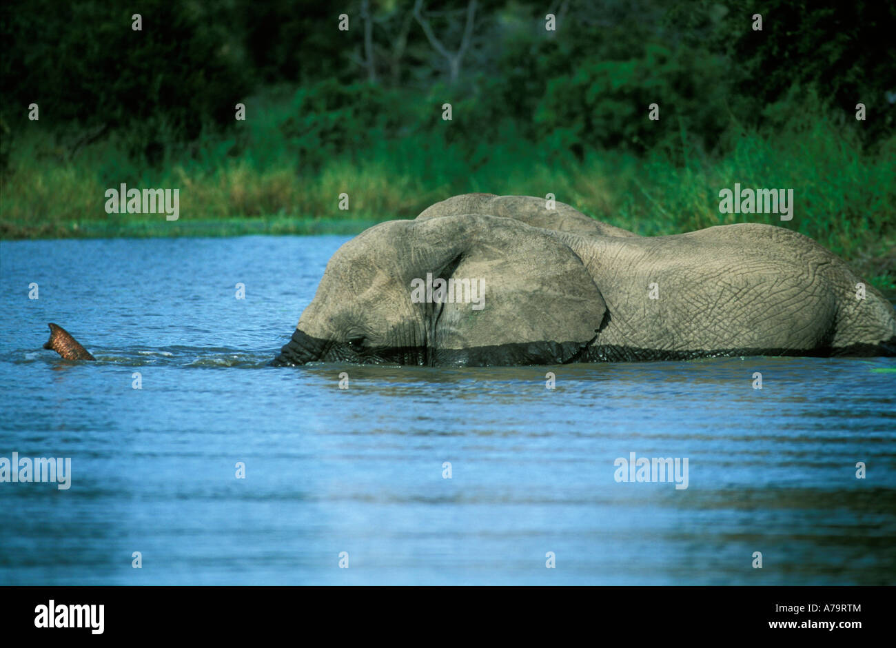 Elephant entering a waterhole the tip of its trunk just visible above the water Sabi Sand Game Reserve Mpumalanga Stock Photo