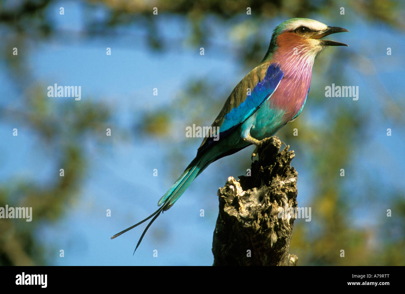 Lilac breasted Roller perched on tree stump Kruger National Park  South Africa Stock Photo