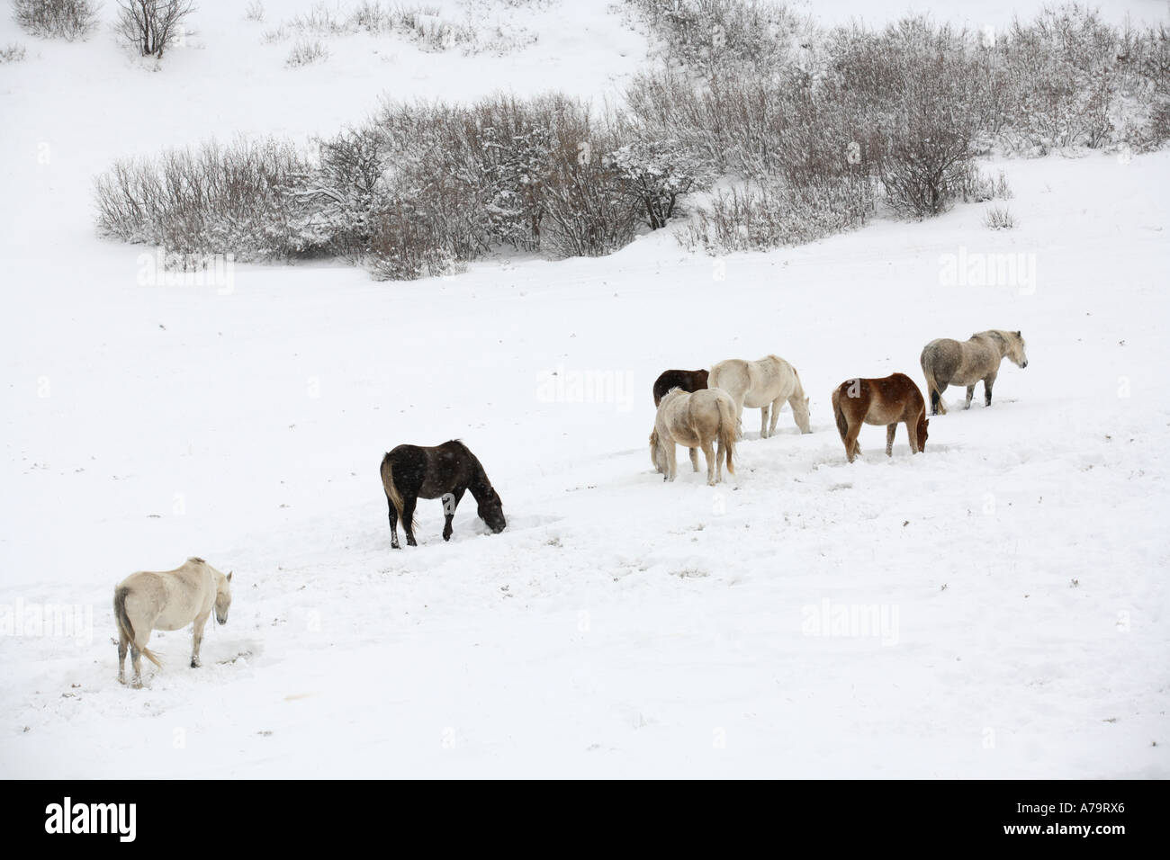 Horses surviving in snow Stock Photo