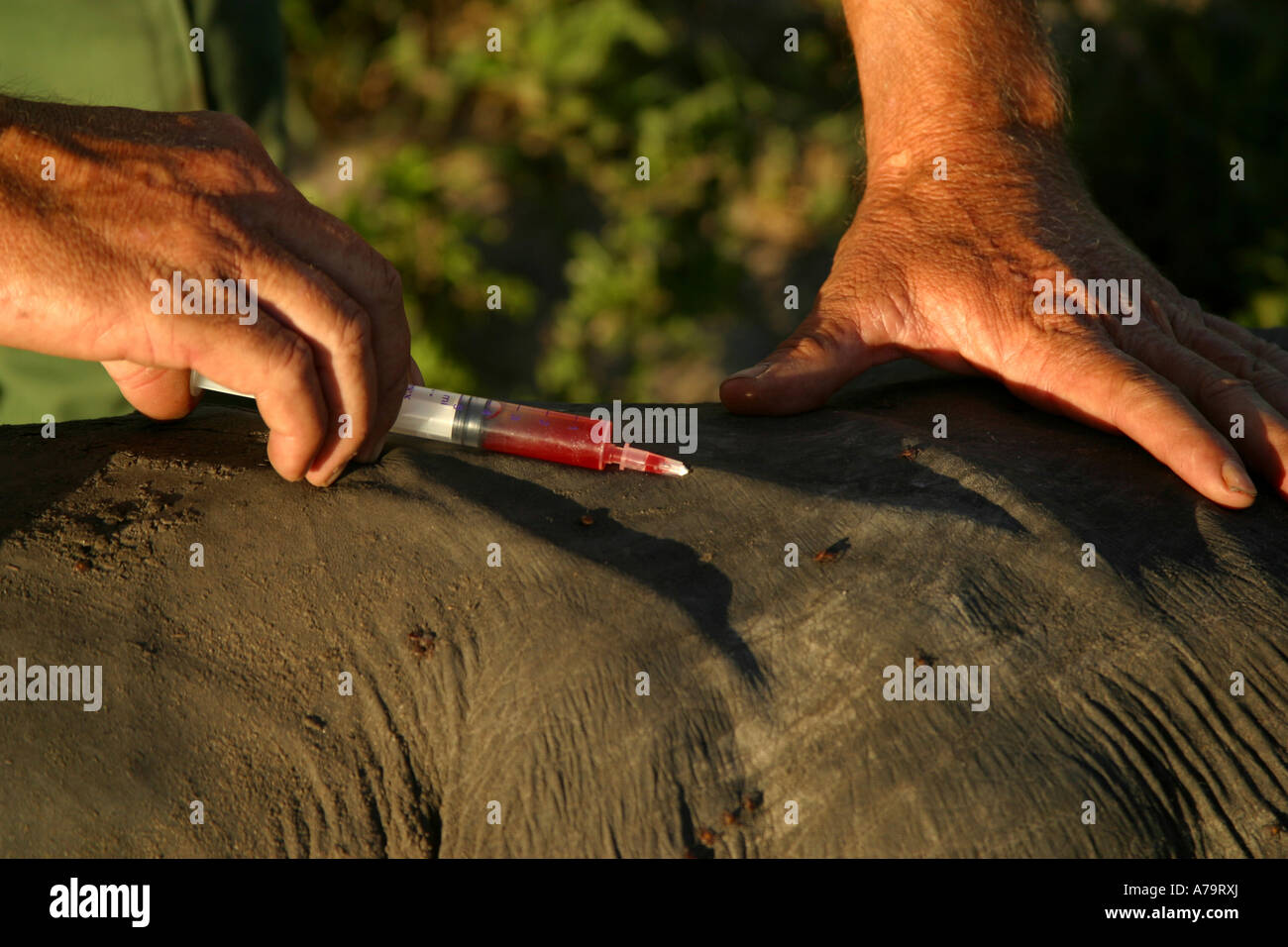 Vet drawing blood sample from elephants ear Tembe Elephant Park