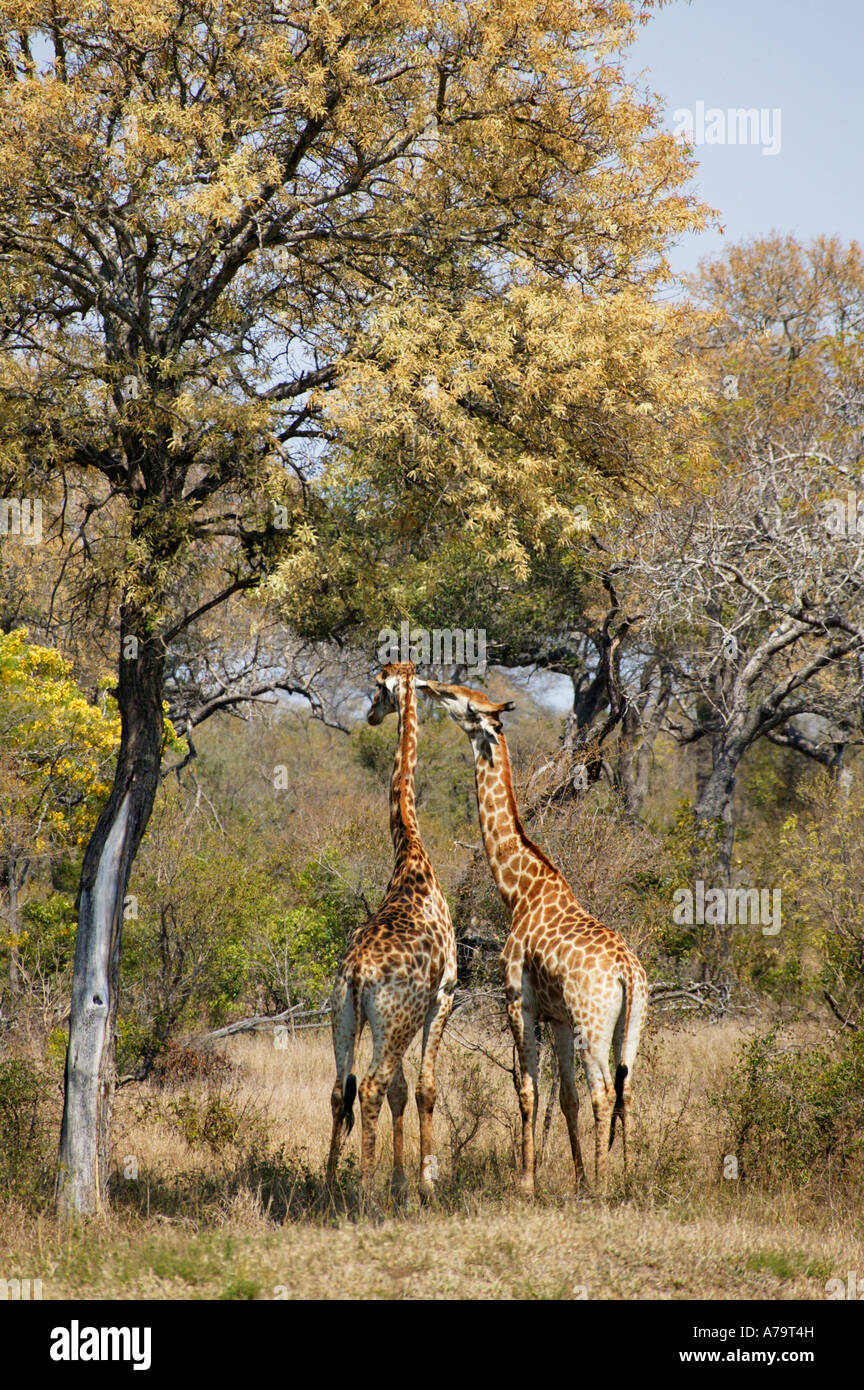 Two giraffes beneath a knobthorn tree Acacia nigrescens in bloom Sabi Sand Game Reserve Mpumalanga South Africa Stock Photo