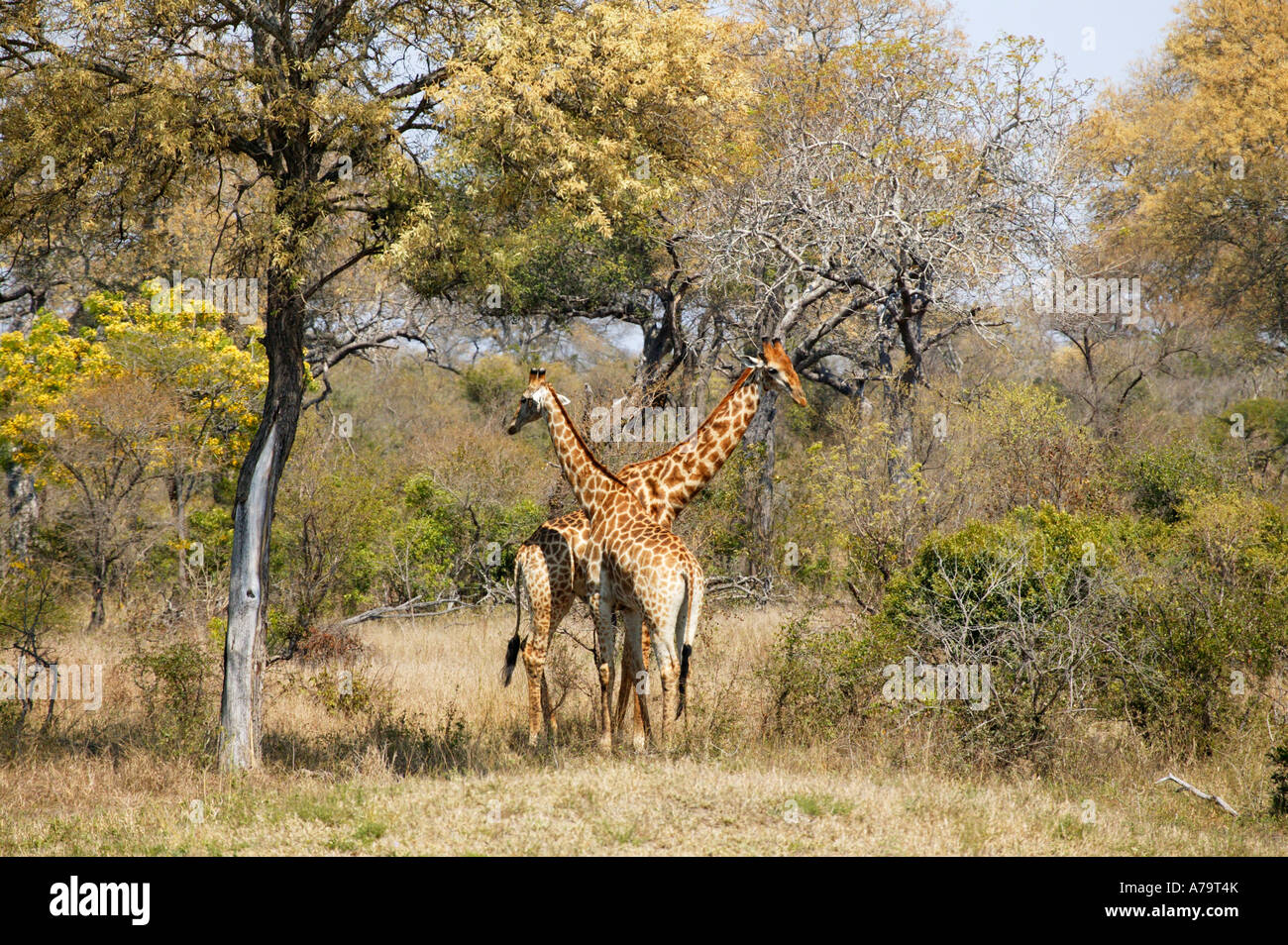 Two giraffes beneath an knobthorn tree Acacia nigrescens in bloom Sabi Sand Game Reserve Mpumalanga South Africa Stock Photo