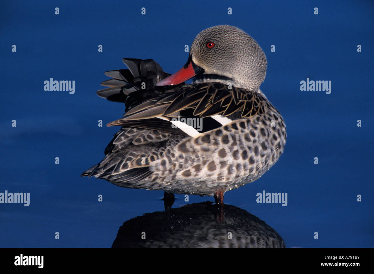 Cape teal preening NA South Africa Stock Photo