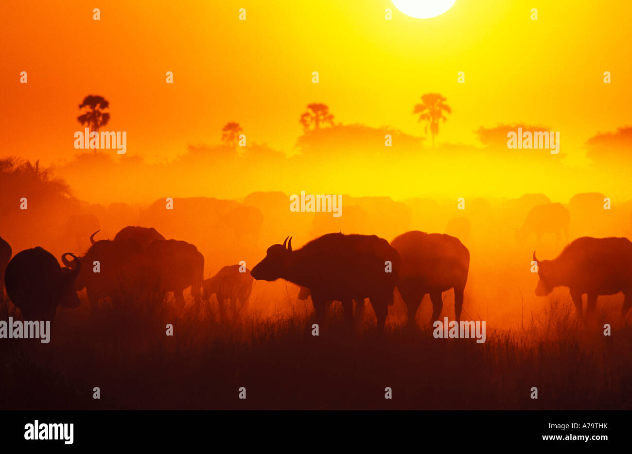 Sunset silhouette of herd of Cape buffalo in dust Duba Plains Duba