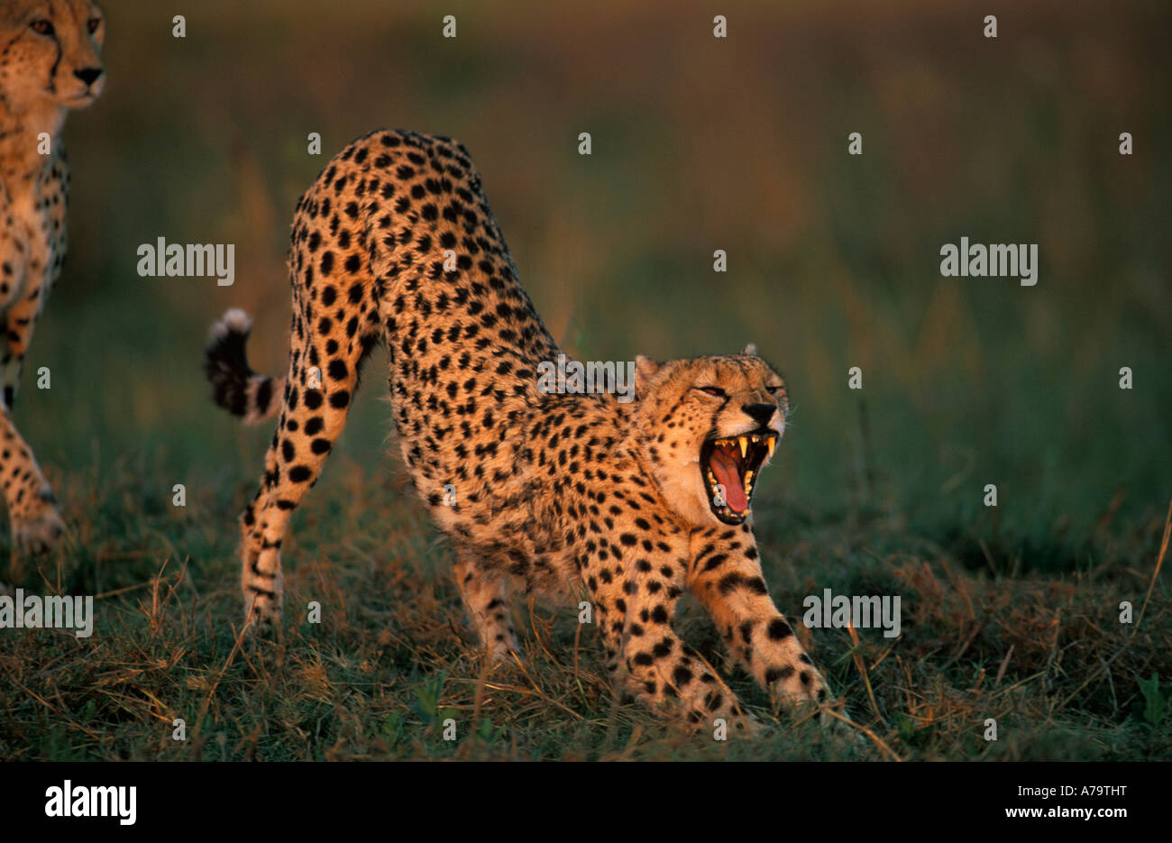 Cheetah stretching and yawning showing canines Okavango delta Botswana Stock Photo