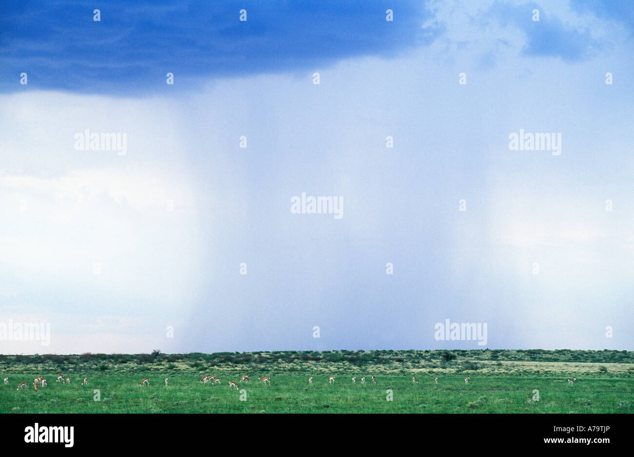 Column of rain falling over the Kalahari Springbok herd grazing in foreground Deception Valley Central Kalahari Game Reserve Stock Photo