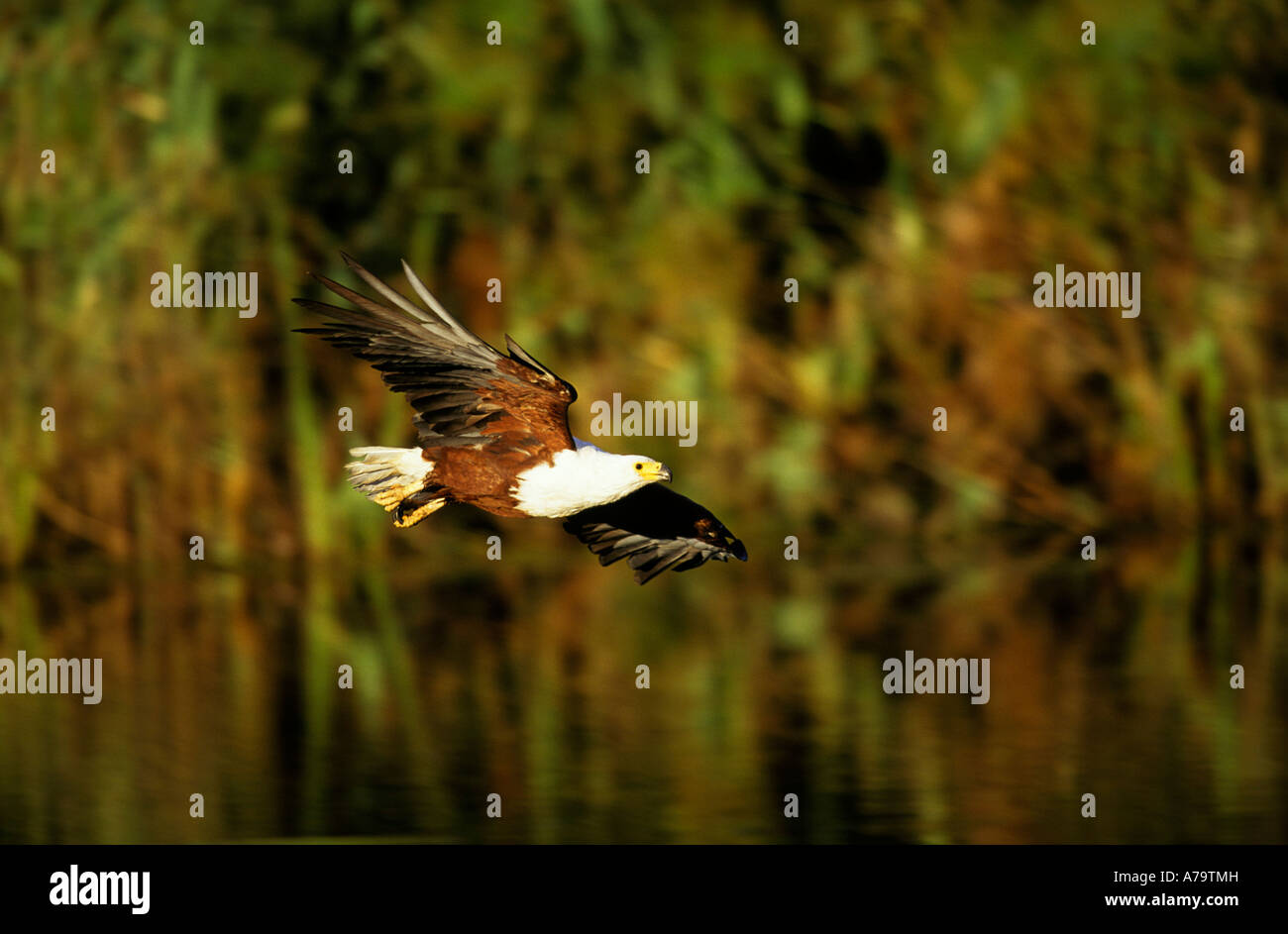 African fish eagle in low level flight over the waters of the Okavango Delta Botswana Stock Photo