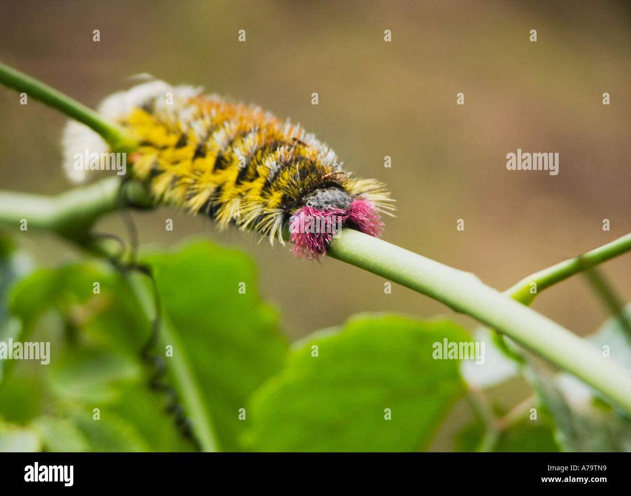 Dryed out river hires stock photography and images Alamy